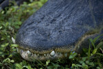 Alligator Snout Detail