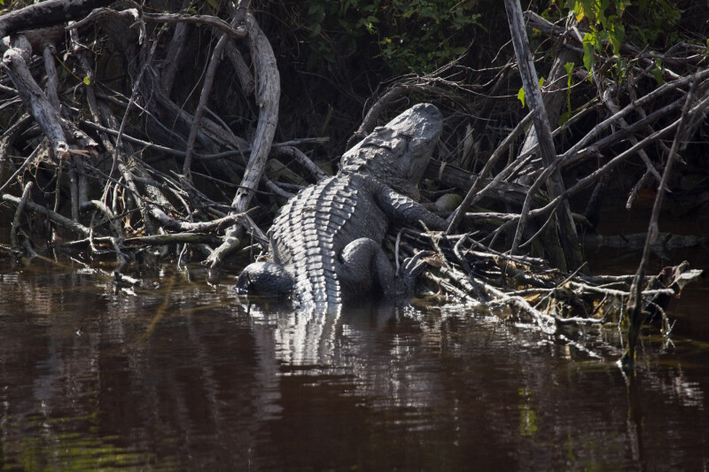 Alligator Sunning at Buttonwood Canal