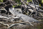 Alligator Sunning