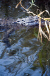 Alligator Swimming Behind Vegetation