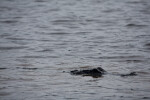 Alligator Swimming