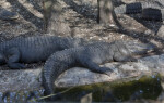 Alligators Napping