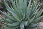 Aloe claviflora