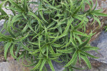 Aloe cremnophilia