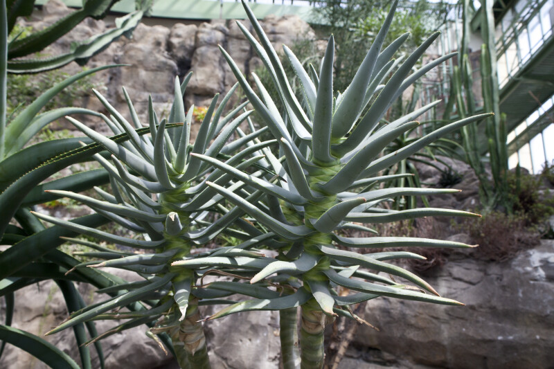 Aloe Dichotoma Detail