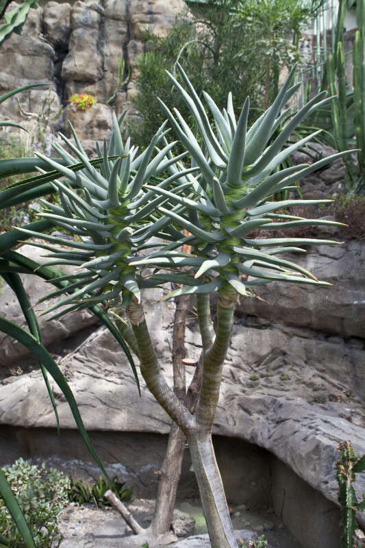 Aloe Dichotoma