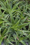 Aloe dorotheae