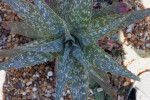 Aloe dyeri