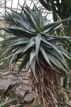 Aloe ferox