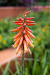 Aloe Flowers