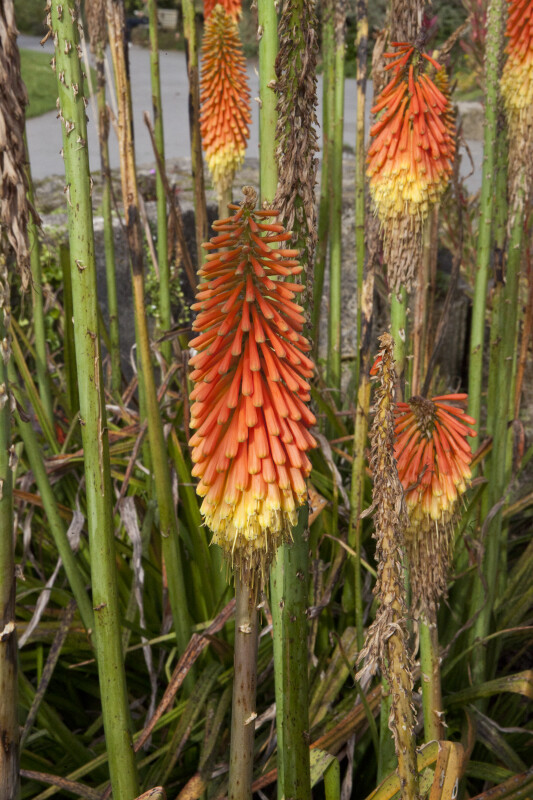 Aloe Flowers