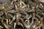 Aloe Jucunda Close-Up