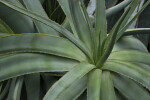 Aloe Leaves