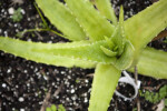 Aloe Leaves