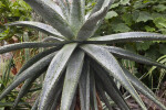 Aloe marlothii leaves