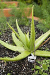 Aloe Plant