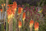 Aloe Plants