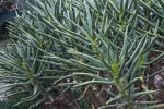 Aloe ramosissima