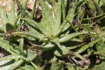 Aloe umfoloziensis