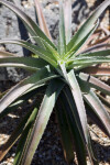 Aloe vaotsanda