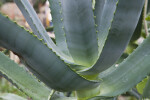 Aloe volkensii