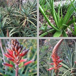 Aloe photographs