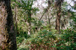 Along the Fort Caroline Nature Trail