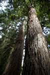 Along the Trunk of a Redwood