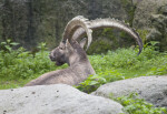 Alpine Ibex Horns