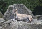 Alpine Ibex Resting