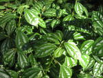 Aluminium Plant (Pilea cadierei)