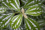 Aluminum Plant Leaves Close-Up