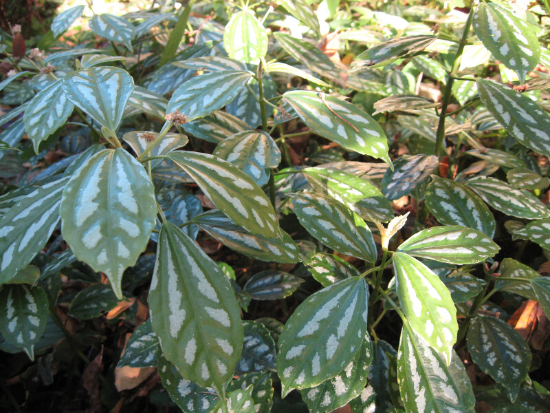 Aluminum Plant Leaves