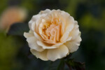 "Amber Queen" Floribunda Rose