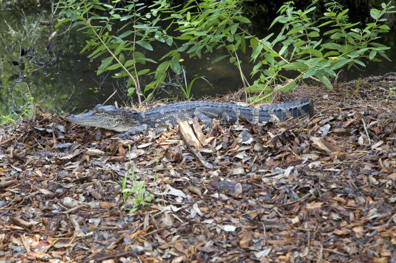 American Alligator at the Kanapaha Botanical Gardens