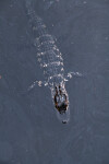 American Alligator at the Water's Surface