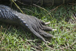 American Alligator Claw