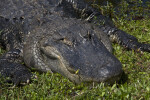 American Alligator Close-Up