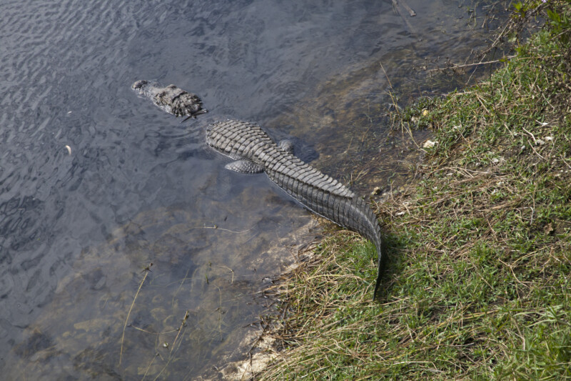 American Alligator Entering Water