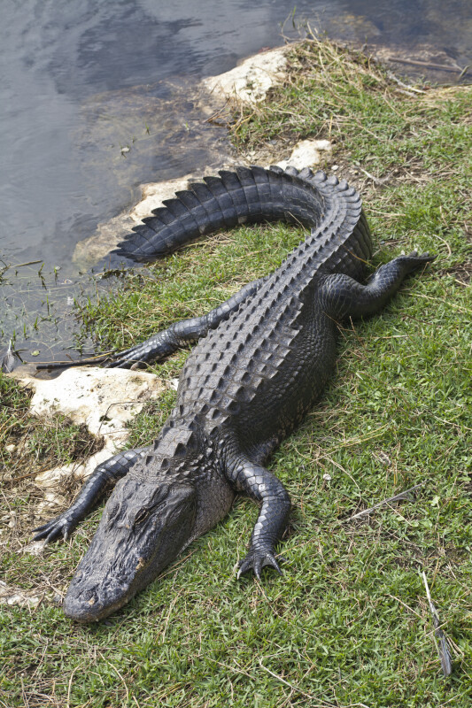 American Alligator Exiting Body of Water