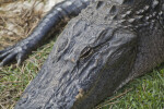 American Alligator Eye and Head