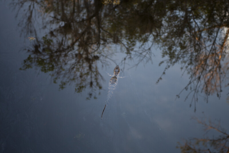 American Alligator Gliding Through Water