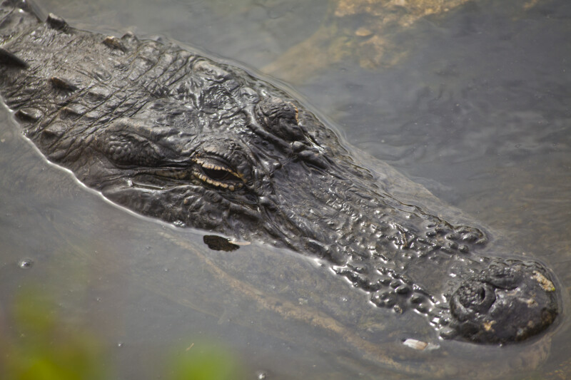 American Alligator Head Close-Up