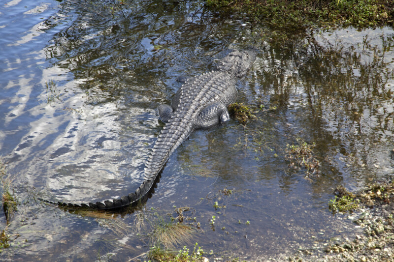 American Alligator in Shallow Water