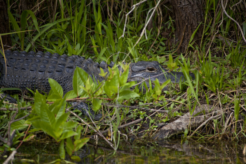 American Alligator Lying Amongst Vegetation