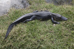 American Alligator Lying in Grass