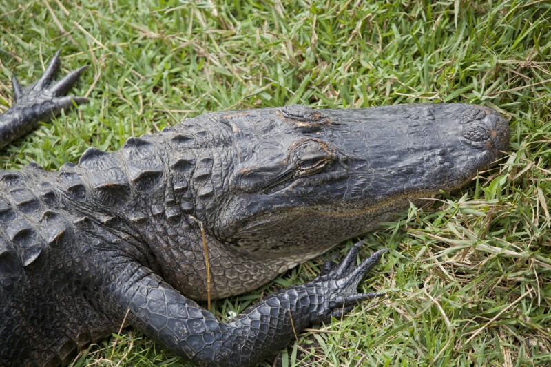 American Alligator Lying in Grass at Big Cypress National Preserve
