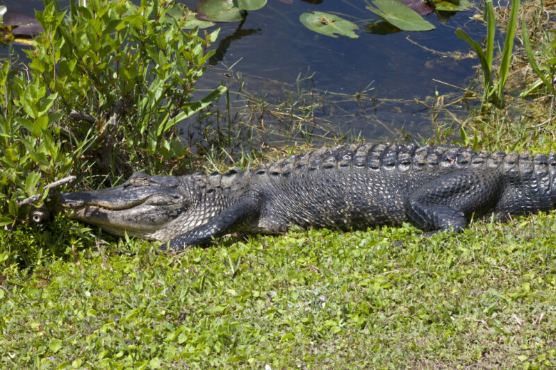 American Alligator Lying in Grass at Shark Valley of Everglades National Park
