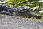 American Alligator Lying in Grass near a Paved Road