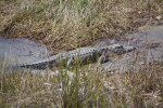 American Alligator Lying in Shallow Water Amongst Sawgrass